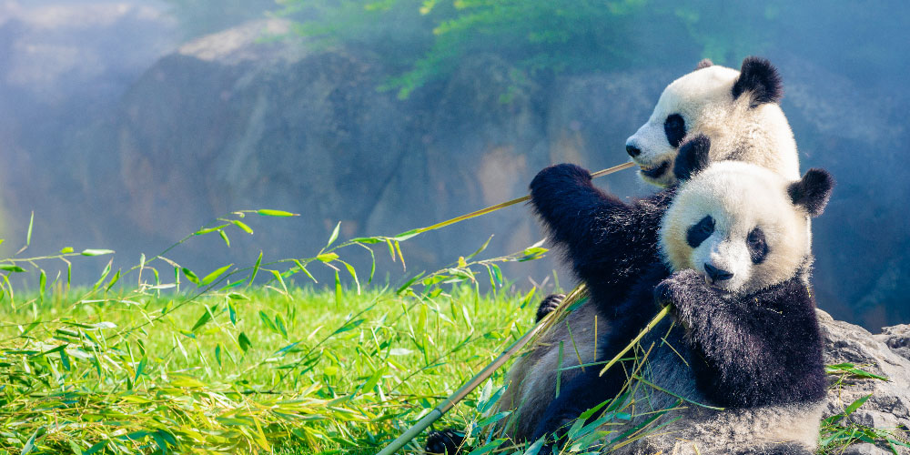 Séjour-Zoo-de-Beauval-et-Val-de-Loire-jour2