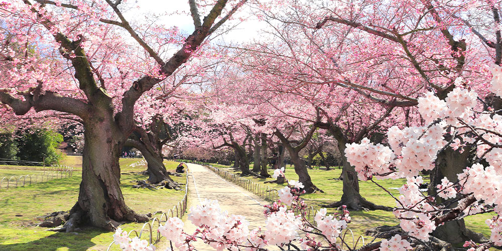 jardin-Korakuen-voyage-Japon
