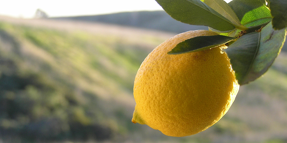 Carnaval-de-Nice-et-fête-des-citrons-à-Menton