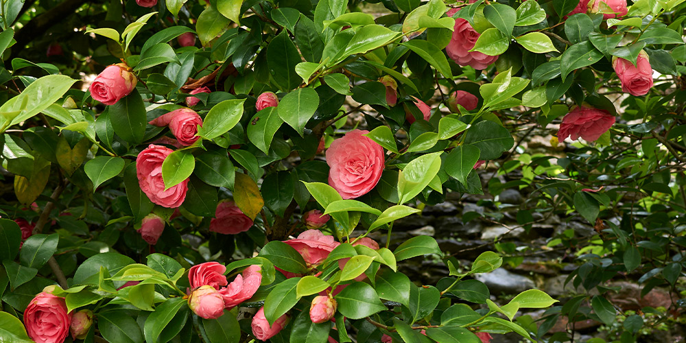 camelia-voyage-Italie