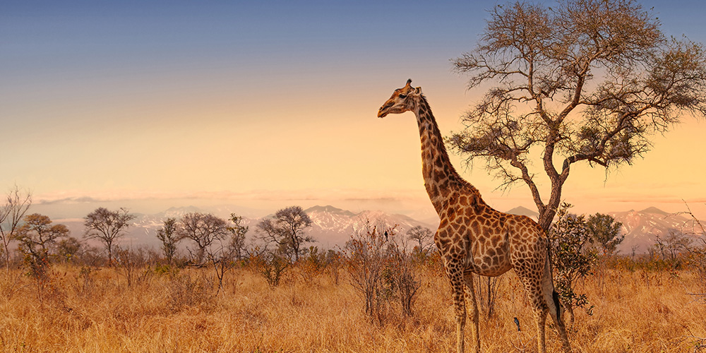 fond-nature-afrique-du-sud