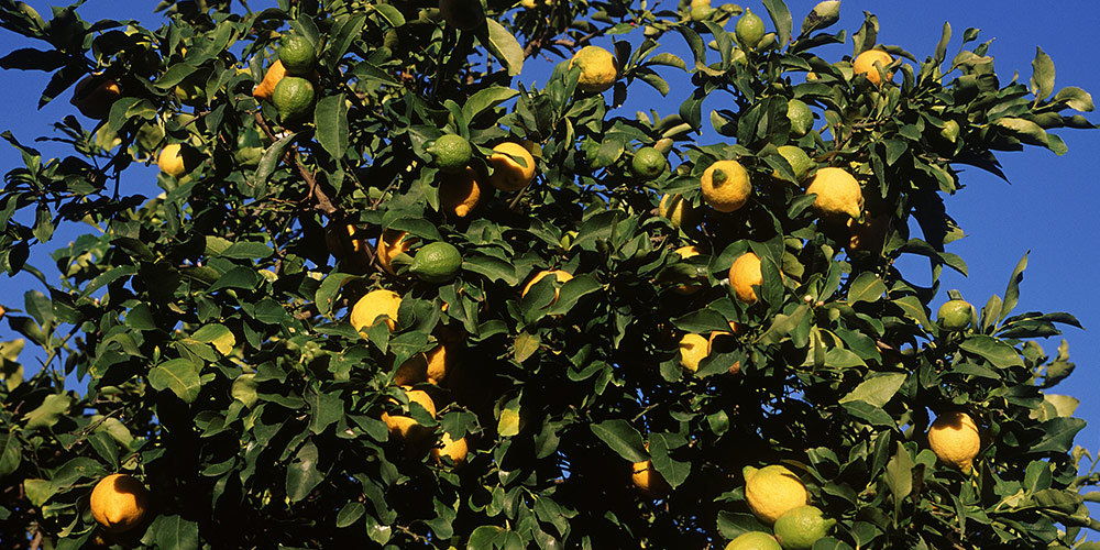 nourriture-destination-Sicile