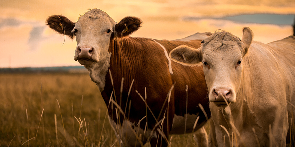 salon-de-l'agriculture-prochains-départs