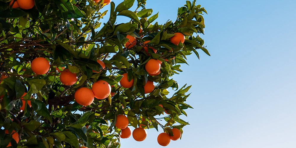 séjou-en-espagne-la-route-des-oranges-les-plus