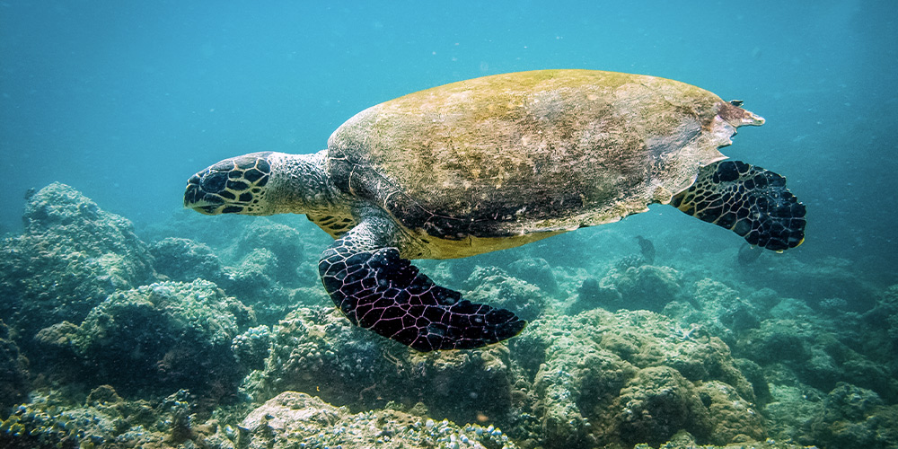 animal-destination-Cap-Vert