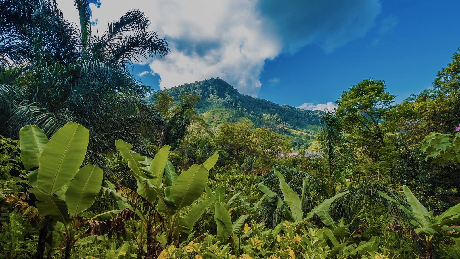 voyage-à-Madagascar-image-de-fond