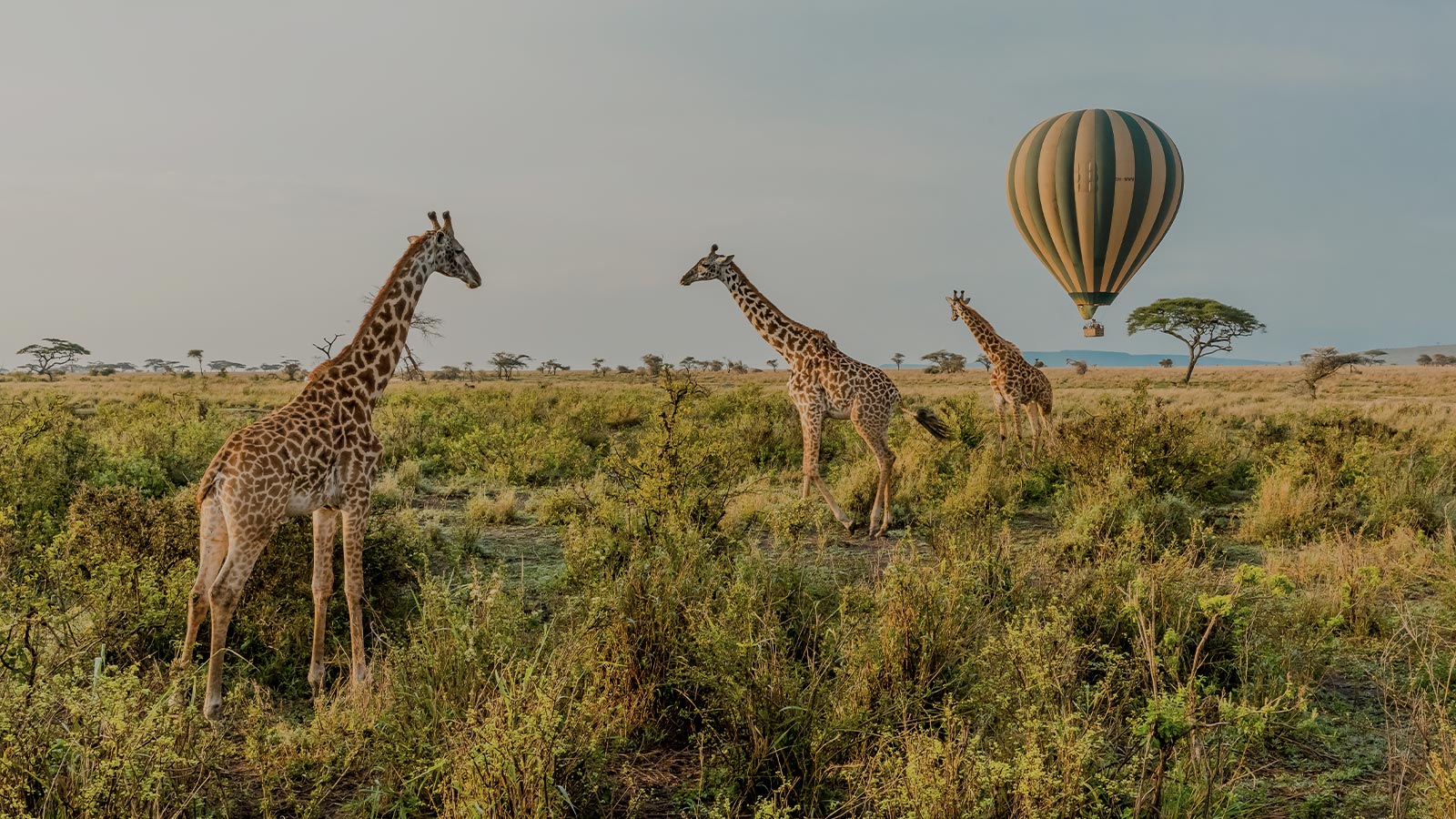 fond-destination-Tanzanie