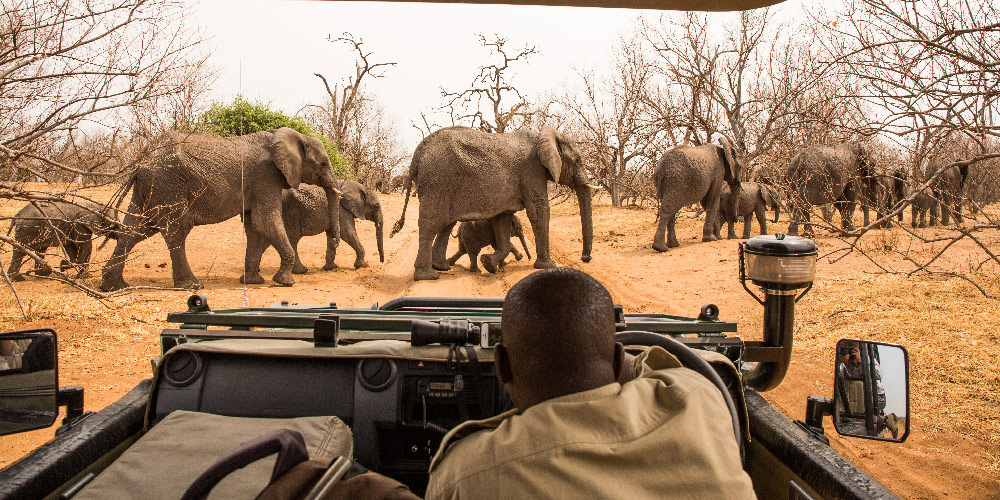 voyage-Botswana-image-de-fond