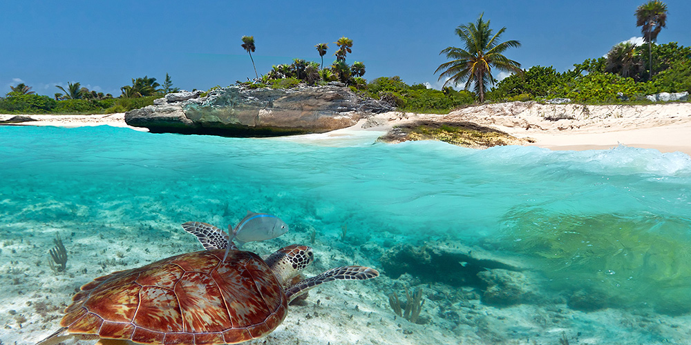 Caribbean Sea scenery with green turtle