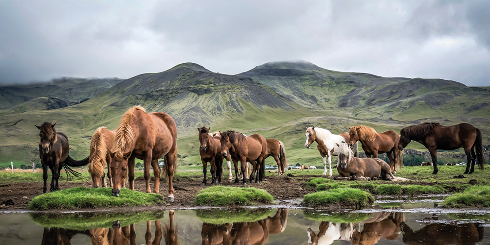 chevaux-islande-4-elements