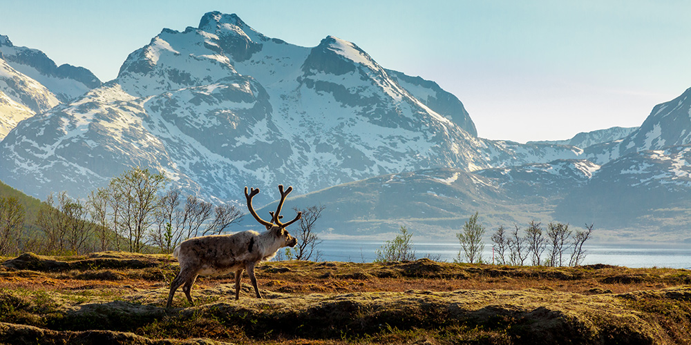 scandinavie-iles-lofoten-les-plus