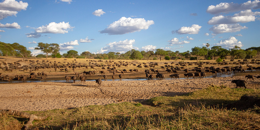 La-Tanzanie-faune-jour-9