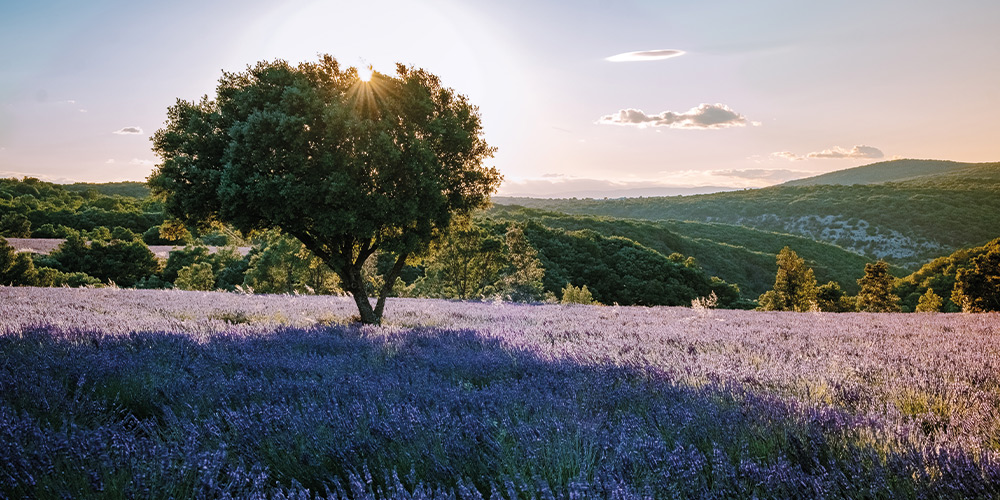 nature-ardeche-en-liberte