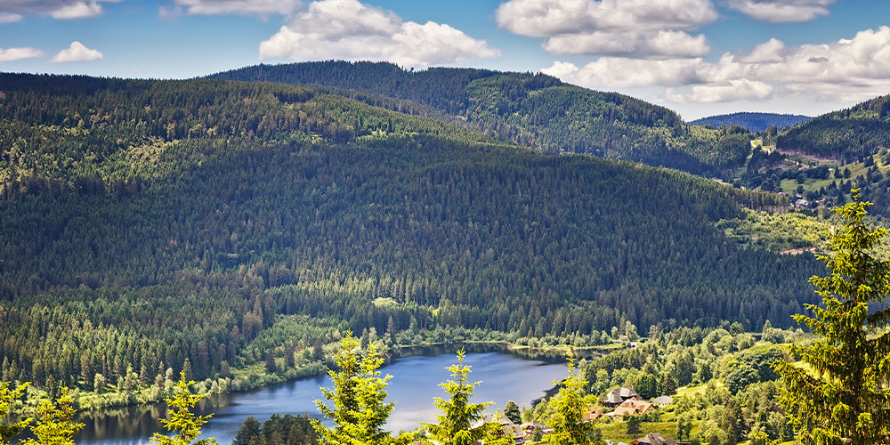 fôret-noire-marché-noel-nature